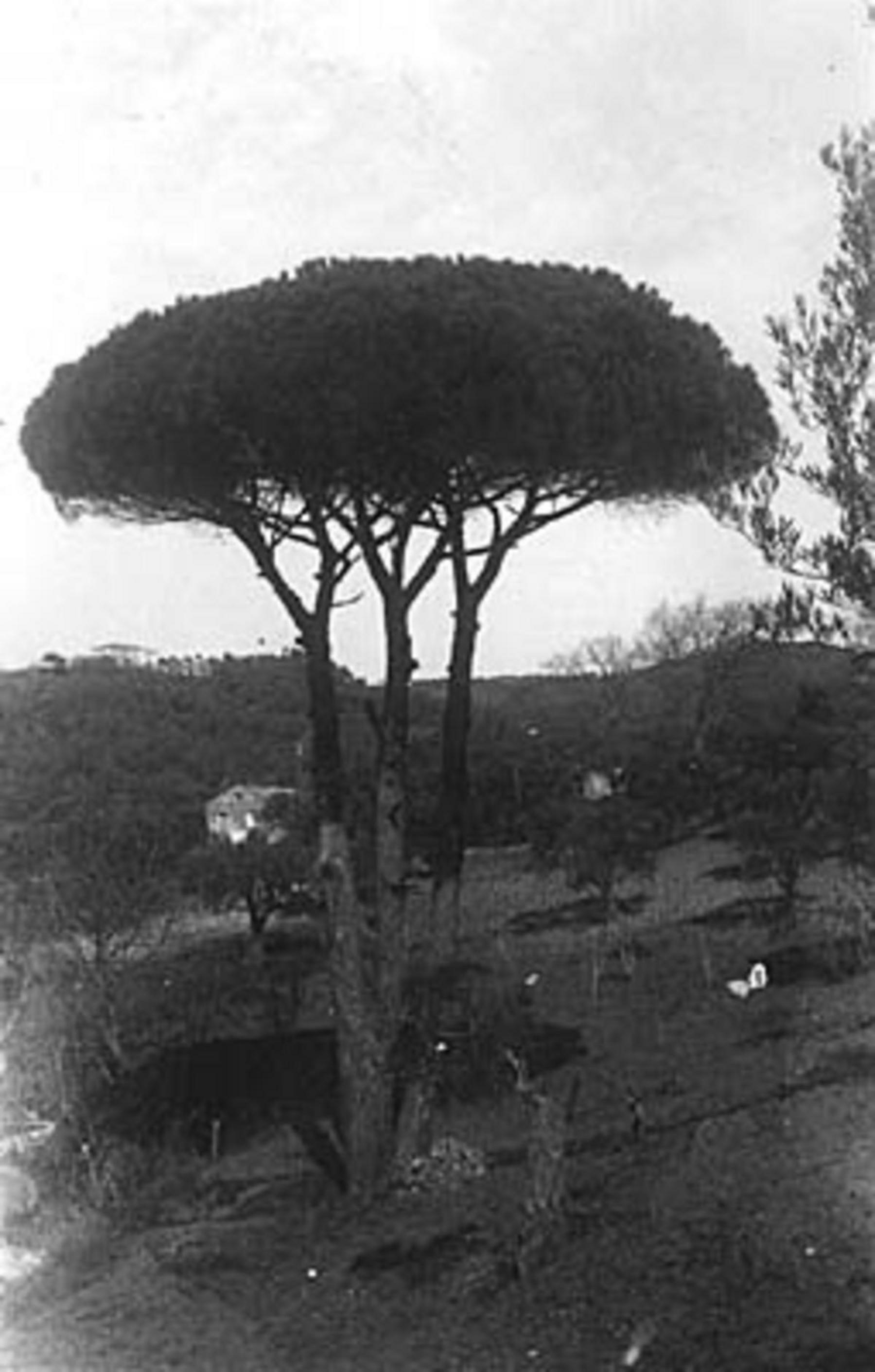 Sarrotino, pino marittimo