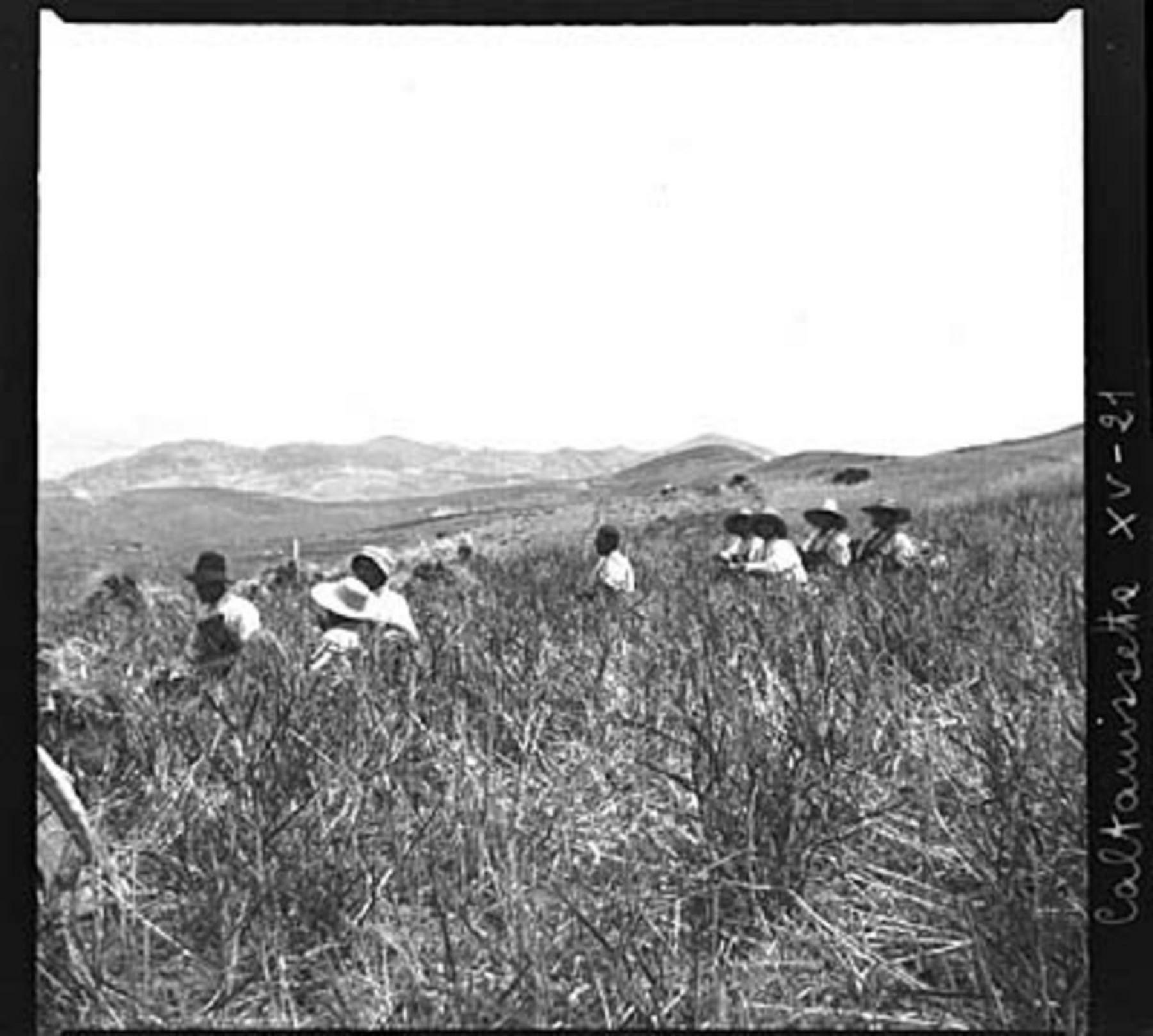 Caltanissetta, mietitura