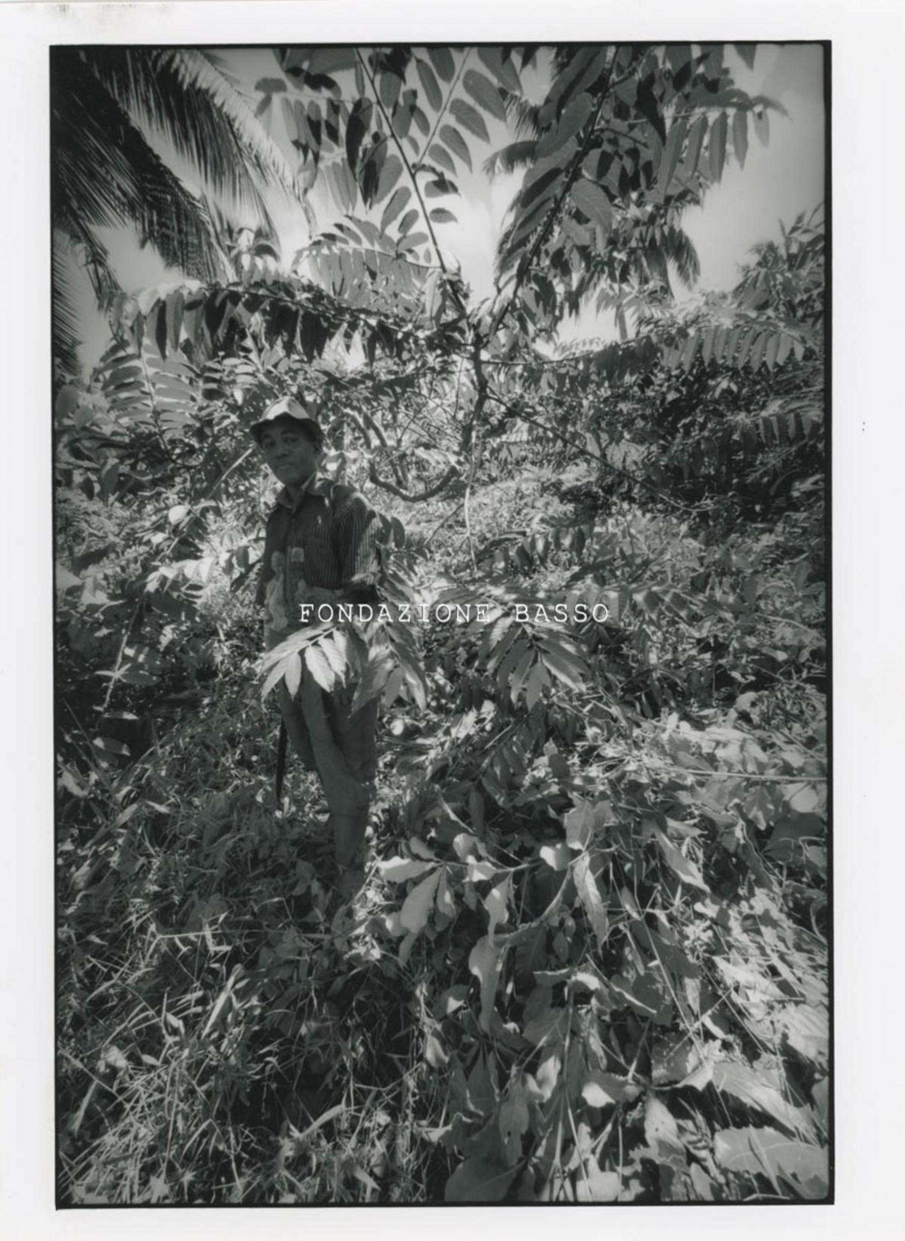 "Coltivazione Ylang-Ylang"