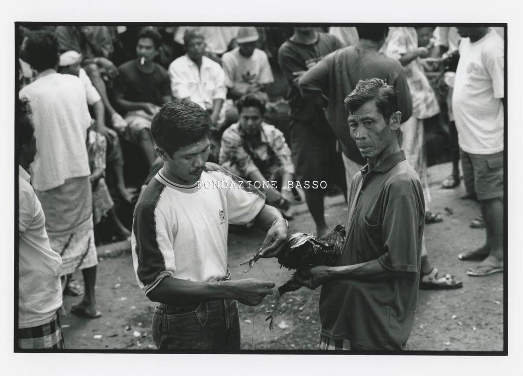 "Combattimento di galli"