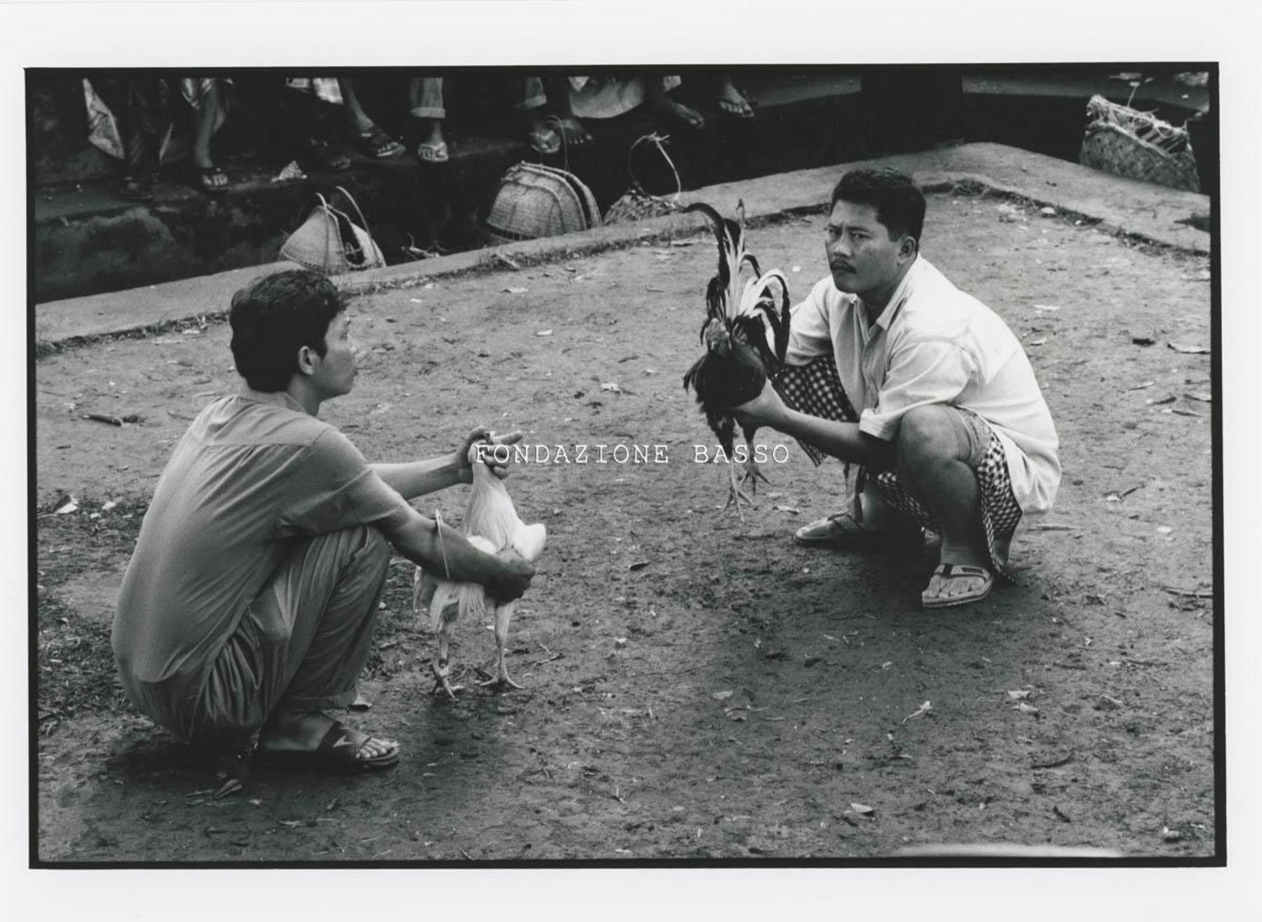 "Combattimento di galli"