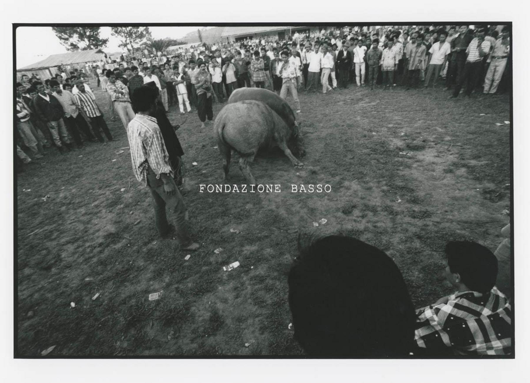 "Combattimento di maiali"